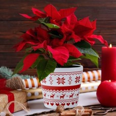  Колекція CHRISTMAS & VALENTINE (52)